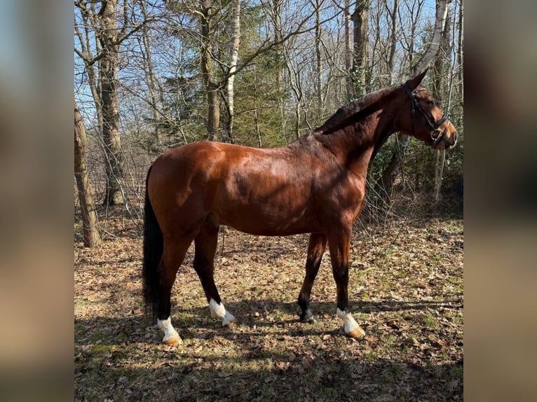 Hannoveriano Caballo castrado 4 años 163 cm Castaño in Elmlohe
