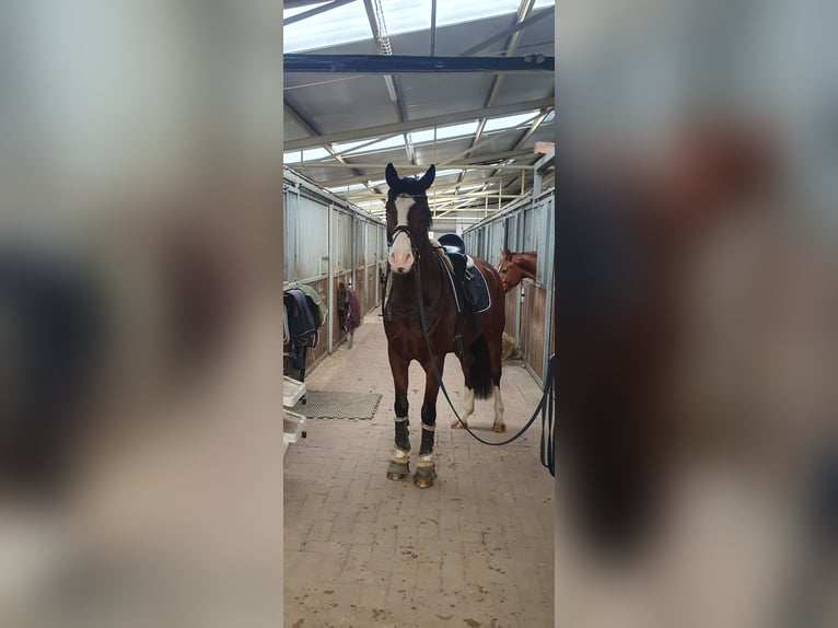 Hannoveriano Caballo castrado 4 años 163 cm Castaño in Niedersachsen