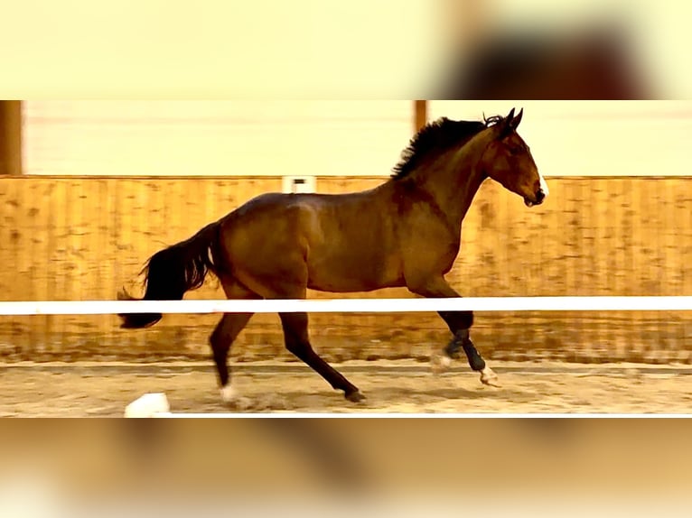 Hannoveriano Caballo castrado 4 años 163 cm Castaño in Celle