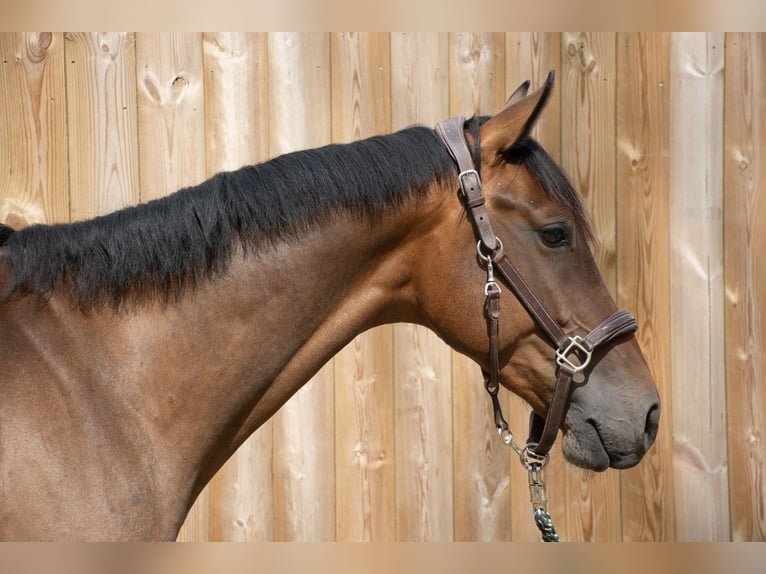 Hannoveriano Caballo castrado 4 años 163 cm Castaño in Wambrechies