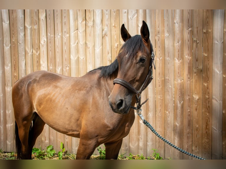 Hannoveriano Caballo castrado 4 años 163 cm Castaño in Wambrechies
