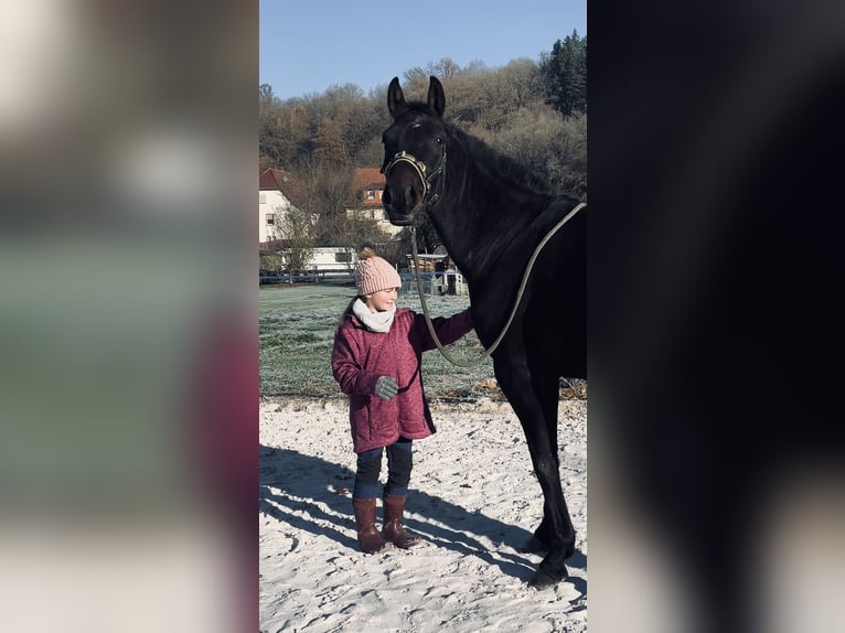 Hannoveriano Caballo castrado 4 años 163 cm Morcillo in Ronshausen