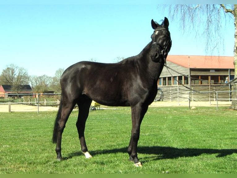 Hannoveriano Caballo castrado 4 años 163 cm Negro in Ankum
