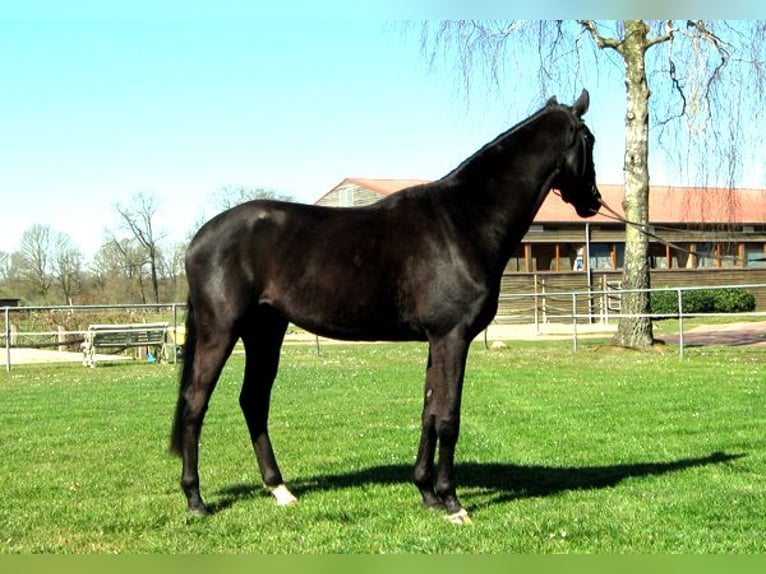 Hannoveriano Caballo castrado 4 años 163 cm Negro in Ankum