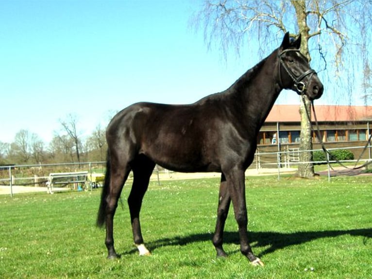 Hannoveriano Caballo castrado 4 años 163 cm Negro in Ankum
