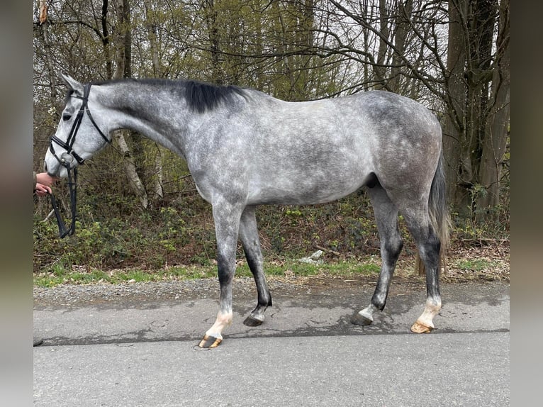 Hannoveriano Caballo castrado 4 años 163 cm Tordo in Overath