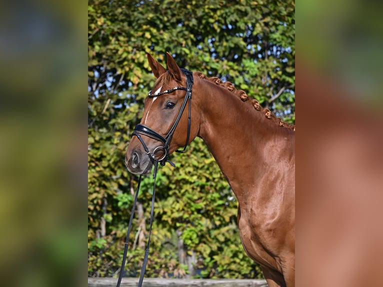 Hannoveriano Caballo castrado 4 años 164 cm Alazán in Rosenheim