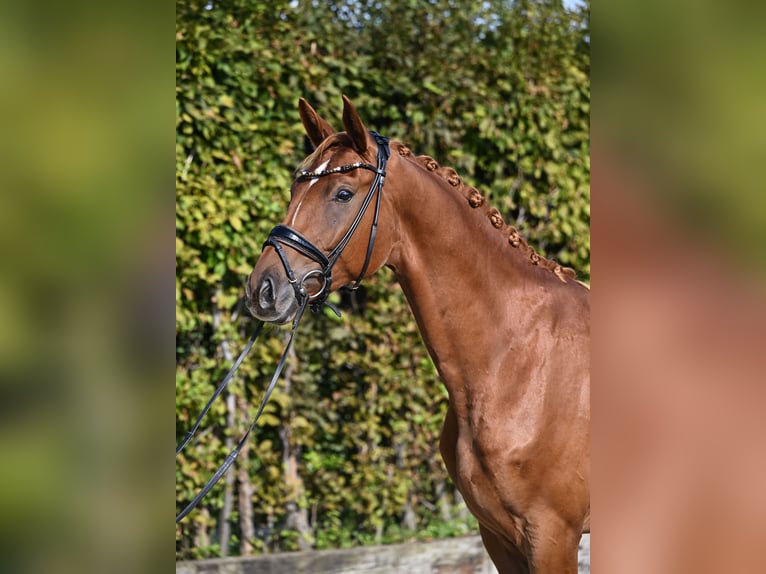 Hannoveriano Caballo castrado 4 años 164 cm Alazán in Rosenheim