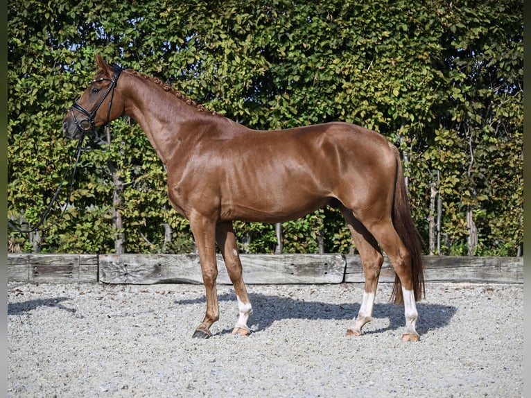 Hannoveriano Caballo castrado 4 años 164 cm Alazán in Rosenheim