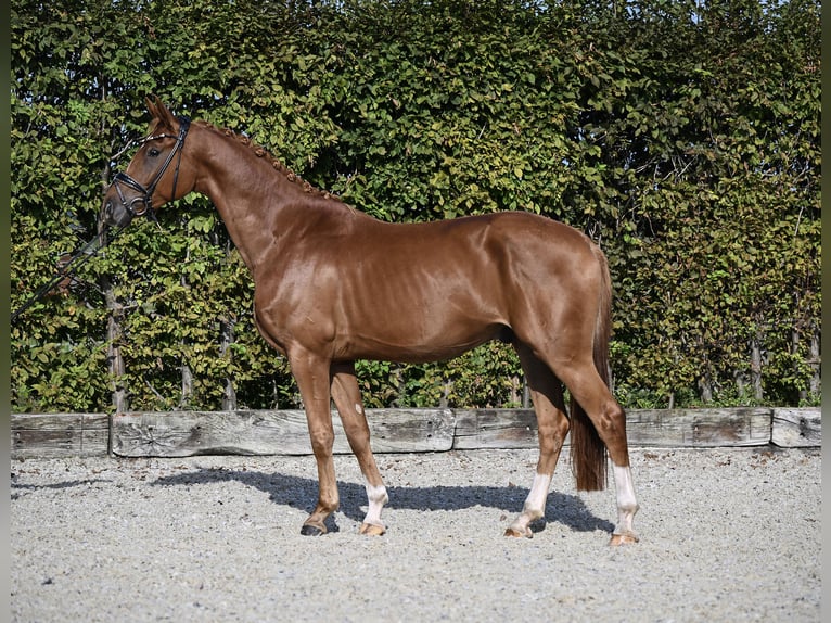 Hannoveriano Caballo castrado 4 años 164 cm Alazán in Rosenheim