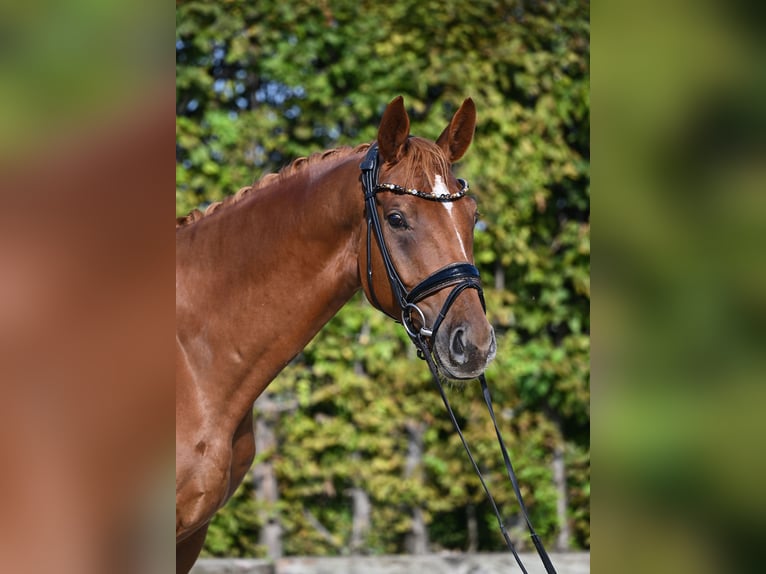 Hannoveriano Caballo castrado 4 años 164 cm Alazán in Rosenheim