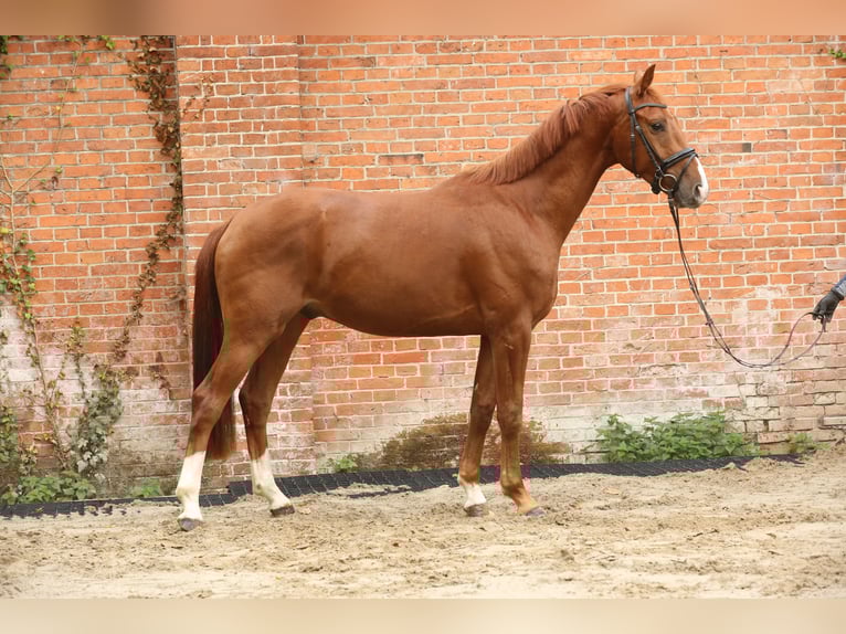 Hannoveriano Caballo castrado 4 años 164 cm Alazán in Landesbergen