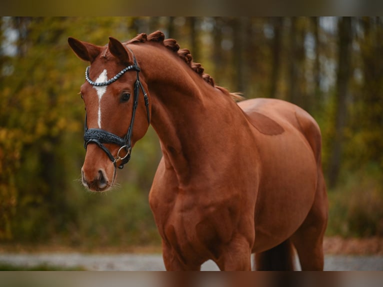 Hannoveriano Caballo castrado 4 años 164 cm Alazán in Wehringen