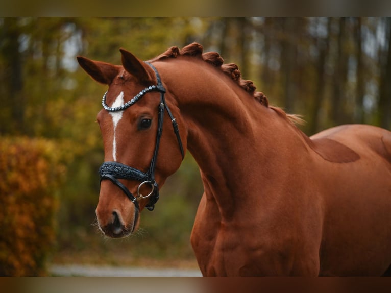 Hannoveriano Caballo castrado 4 años 164 cm Alazán in Wehringen