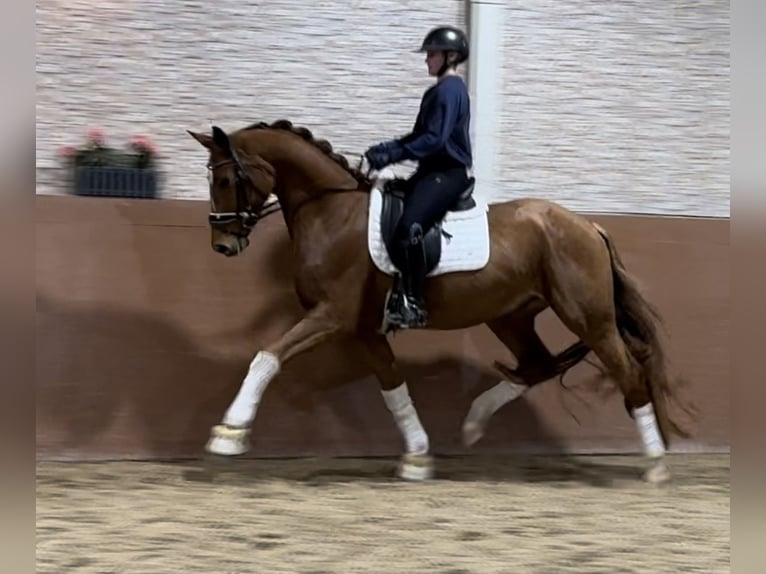 Hannoveriano Caballo castrado 4 años 164 cm Alazán in Wehringen