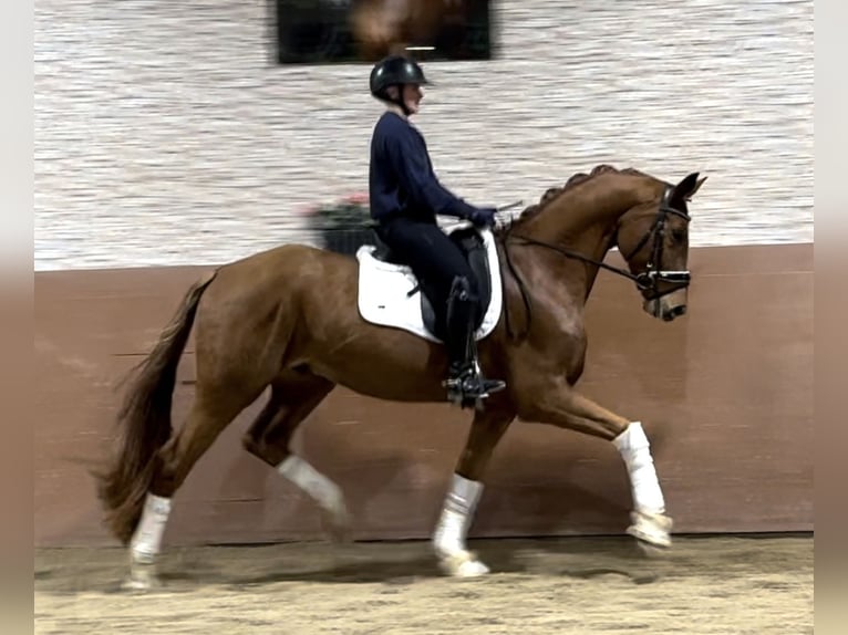 Hannoveriano Caballo castrado 4 años 164 cm Alazán in Wehringen