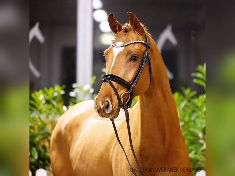 Hannoveriano Caballo castrado 4 años 164 cm Alazán in Verden