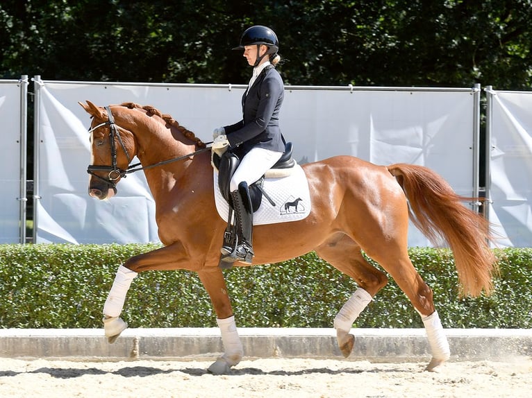 Hannoveriano Caballo castrado 4 años 164 cm Alazán-tostado in Bad Bevensen