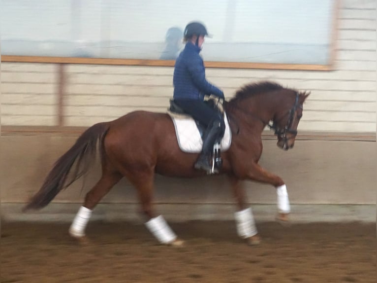 Hannoveriano Caballo castrado 4 años 164 cm Alazán-tostado in Scharnebeck