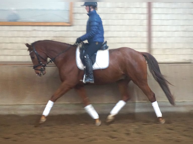 Hannoveriano Caballo castrado 4 años 164 cm Alazán-tostado in Scharnebeck