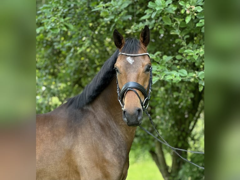 Hannoveriano Caballo castrado 4 años 164 cm Castaño in Nutteln