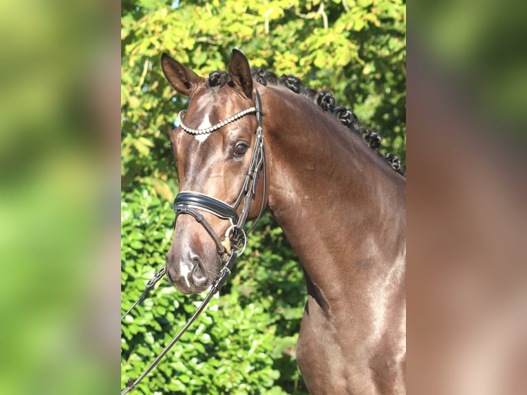 Hannoveriano Caballo castrado 4 años 164 cm Castaño in Selsingen