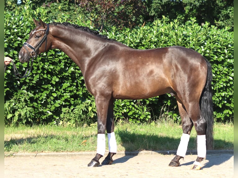 Hannoveriano Caballo castrado 4 años 164 cm Castaño in Selsingen