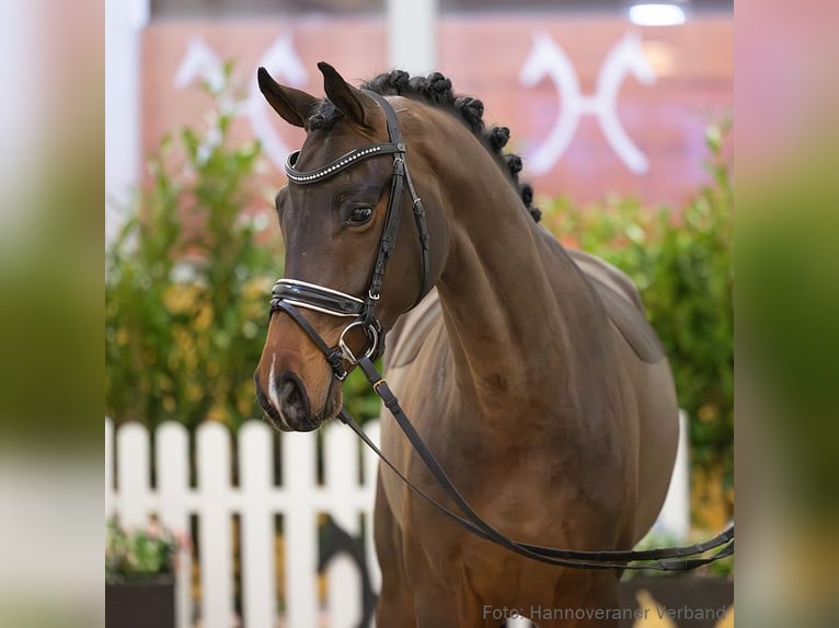 Hannoveriano Caballo castrado 4 años 164 cm Castaño in Verden