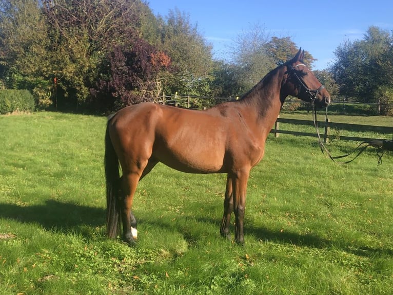 Hannoveriano Caballo castrado 4 años 164 cm Castaño in Garbek