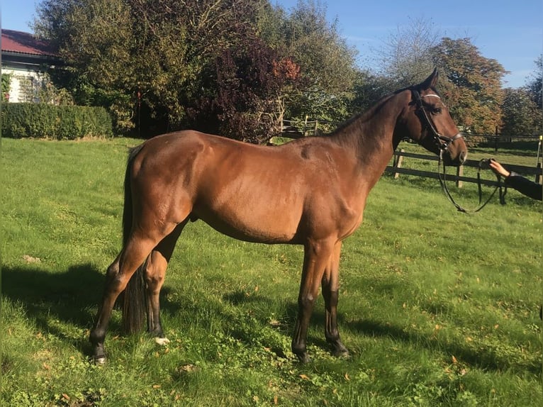 Hannoveriano Caballo castrado 4 años 164 cm Castaño in Garbek