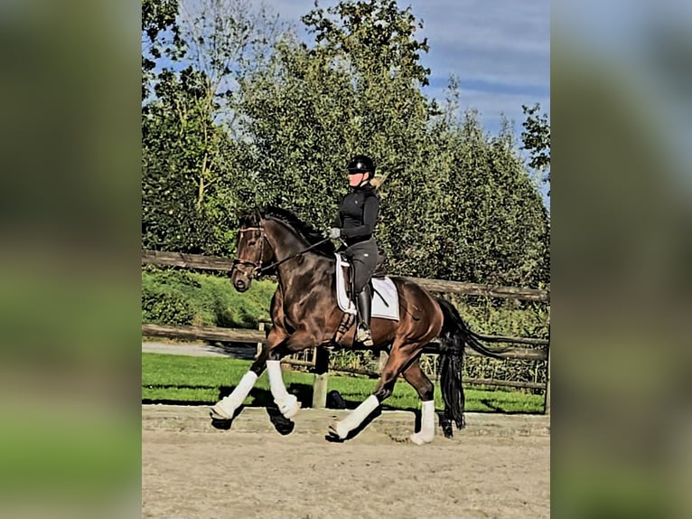 Hannoveriano Caballo castrado 4 años 164 cm Castaño oscuro in Kempen