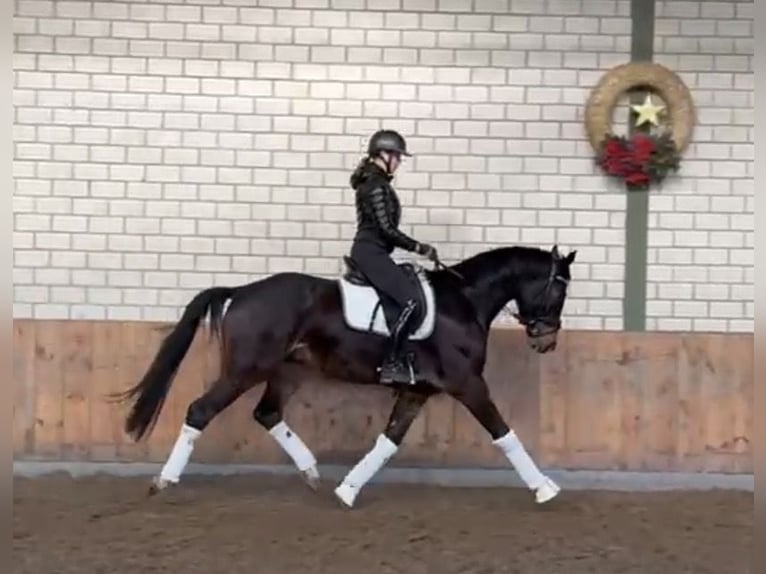 Hannoveriano Caballo castrado 4 años 164 cm Castaño oscuro in WürselenWürselen