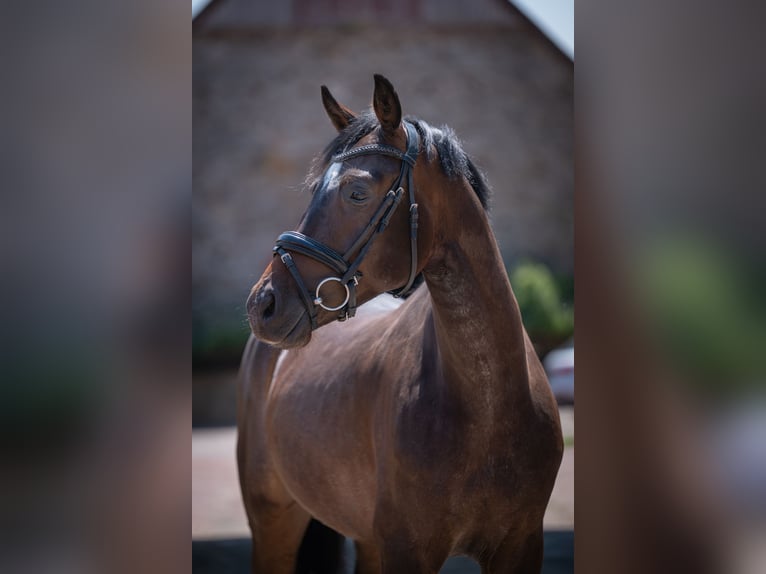 Hannoveriano Caballo castrado 4 años 164 cm Castaño oscuro in Bramsche