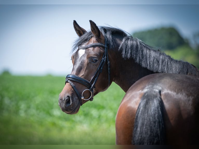 Hannoveriano Caballo castrado 4 años 164 cm Castaño oscuro in Bramsche