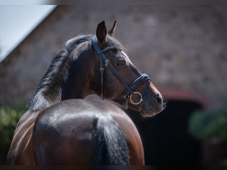 Hannoveriano Caballo castrado 4 años 164 cm Castaño oscuro in Bramsche