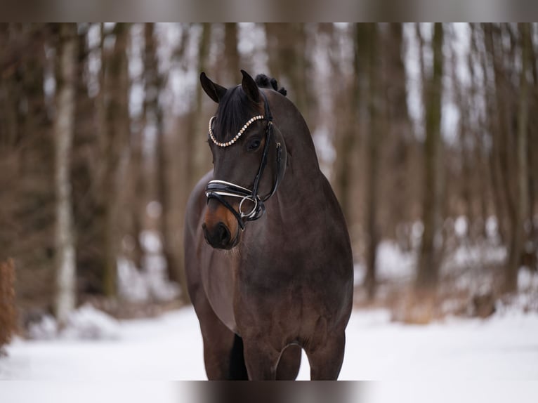 Hannoveriano Caballo castrado 4 años 164 cm Morcillo in Wehringen