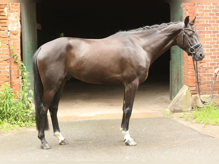 Hannoveriano Caballo castrado 4 años 164 cm Negro in Landesbergen