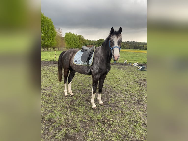 Hannoveriano Caballo castrado 4 años 164 cm Tordo rodado in Neetze
