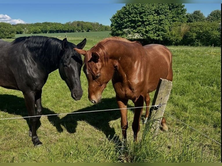 Hannoveriano Caballo castrado 4 años 165 cm Alazán in Quedlinburg