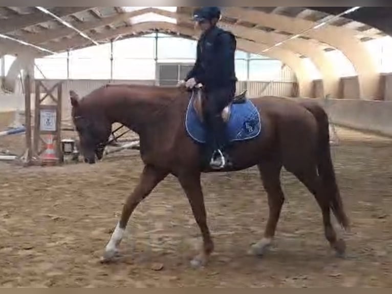 Hannoveriano Caballo castrado 4 años 165 cm Alazán in Quedlinburg