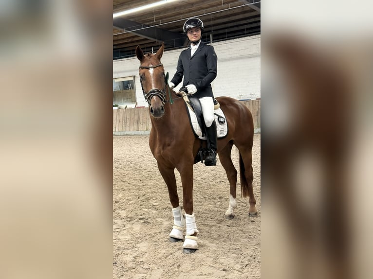 Hannoveriano Caballo castrado 4 años 165 cm Alazán in Tiddische