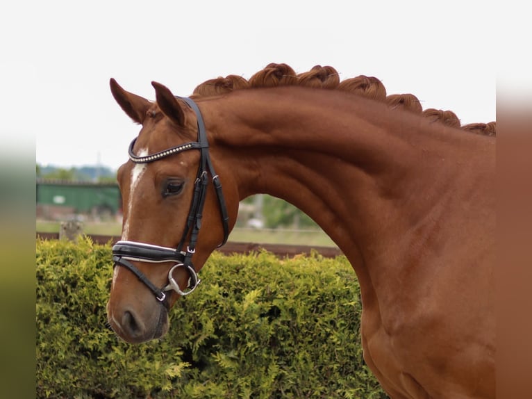 Hannoveriano Caballo castrado 4 años 165 cm Alazán in Tiddische