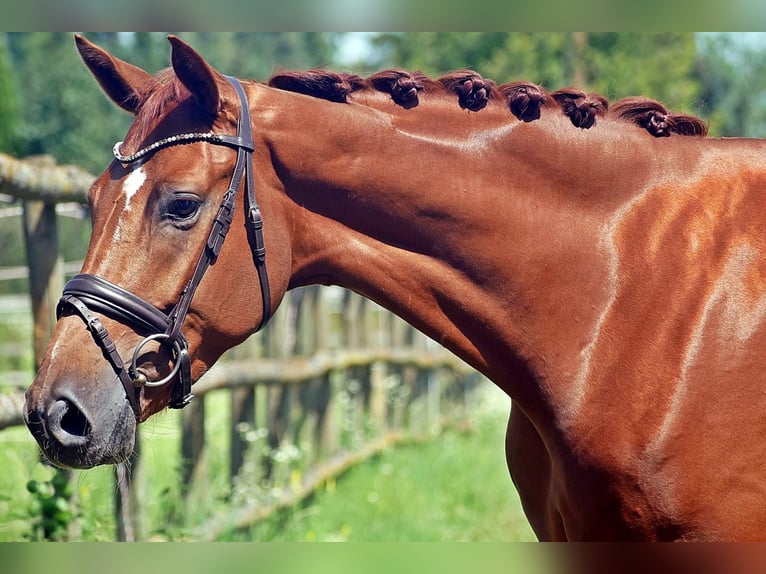 Hannoveriano Caballo castrado 4 años 165 cm Alazán in Bad Wörishofen