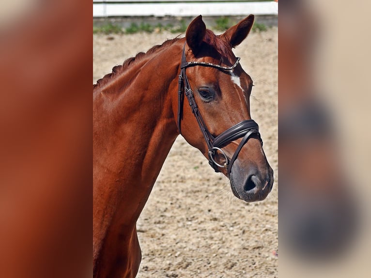 Hannoveriano Caballo castrado 4 años 165 cm Alazán in Bad Wörishofen