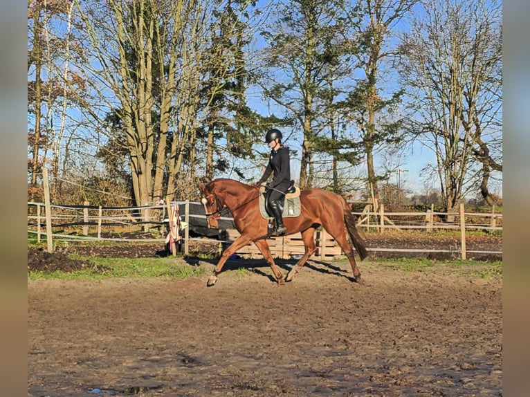 Hannoveriano Caballo castrado 4 años 165 cm Alazán in Oyten