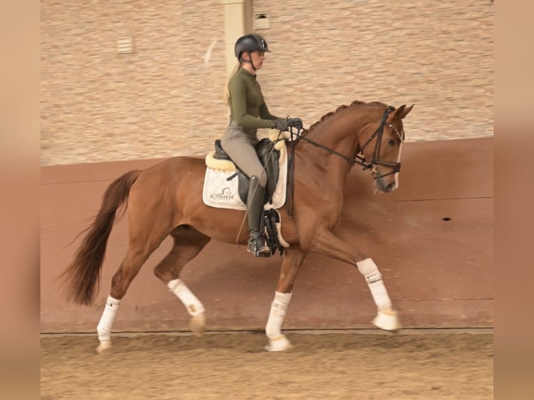 Hannoveriano Caballo castrado 4 años 165 cm Alazán in Wehringen