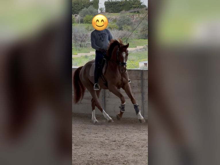Hannoveriano Caballo castrado 4 años 165 cm Alazán in Coin