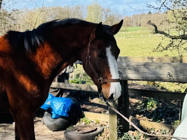 Hannoveriano Caballo castrado 4 años 165 cm Castaño in Norderstedt