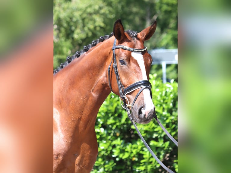 Hannoveriano Caballo castrado 4 años 165 cm Castaño in Selsingen