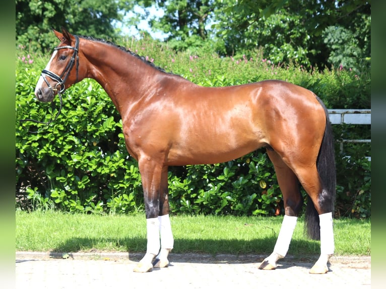 Hannoveriano Caballo castrado 4 años 165 cm Castaño in Selsingen